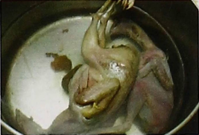 芝麻赤小豆鹌鹑汤的做法