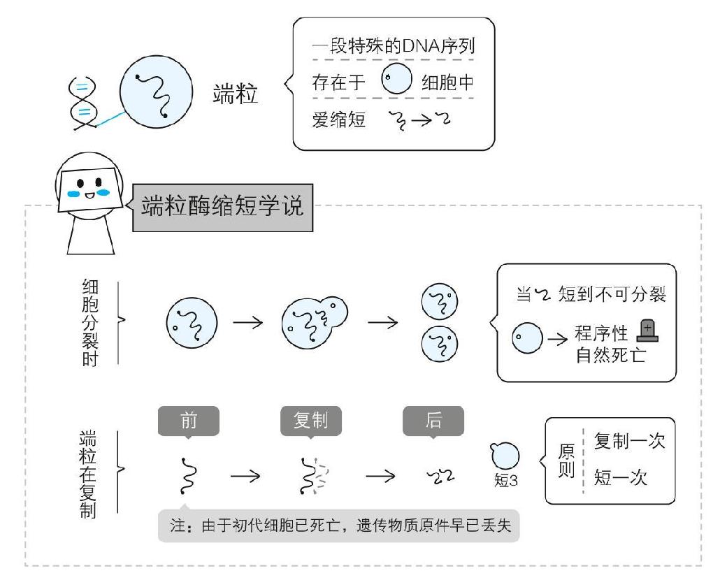 抗糖，对抗衰老的绝佳做法