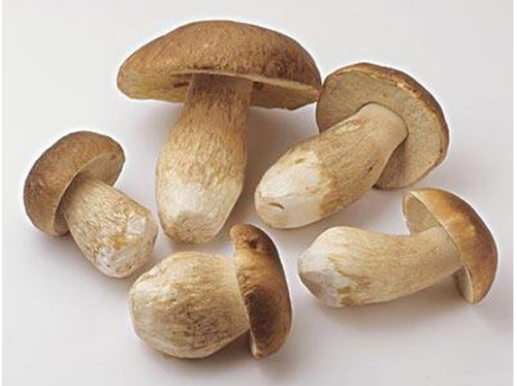 白牛肝菌的认识与选购技巧