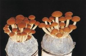柳松菇的认识与选购技巧