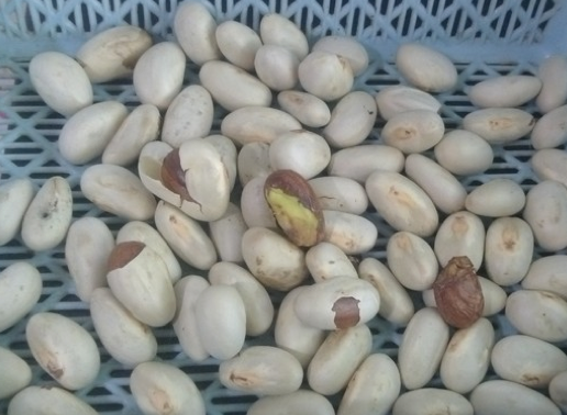 菠萝蜜子的认识与选购技巧