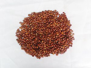 酸枣仁的认识与选购技巧