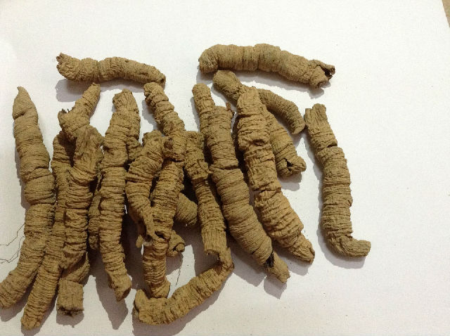 巴戟天的认识与选购技巧