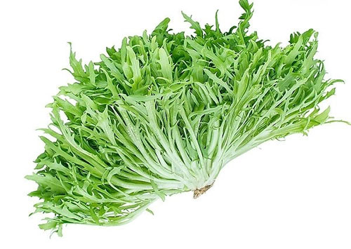 苦菊的认识与选购技巧
