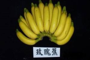 玫瑰蕉的认识与选购技巧