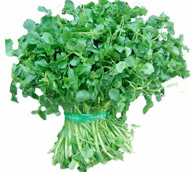 豆瓣菜的认识与选购技巧