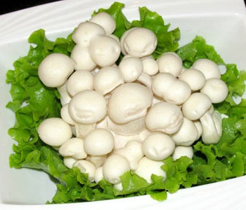 白玉菇的认识与选购技巧