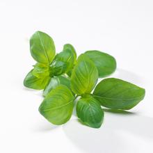 罗勒的认识与选购技巧