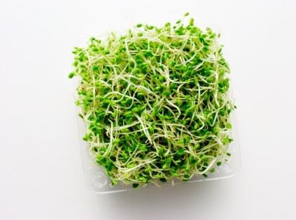 苜蓿芽的认识与选购技巧