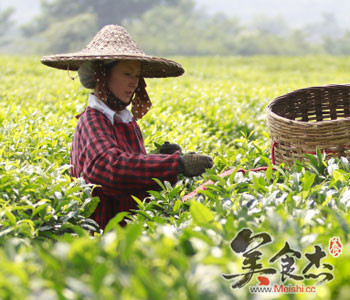 白露品茶讲究多