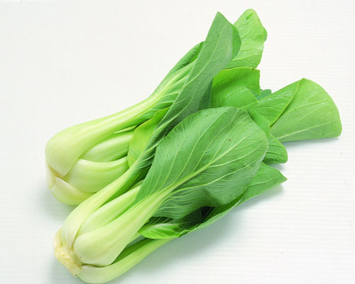 紫叶油菜的认识与选购技巧