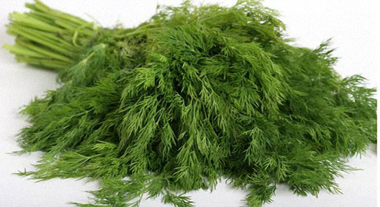 茴香的认识与选购技巧