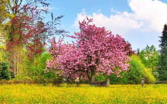 “笨”小孩的“花园人生”