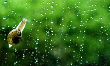能飞的和能爬的一样成功