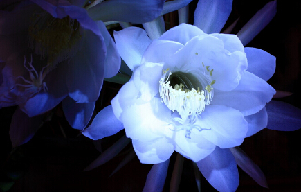 昙花座女孩