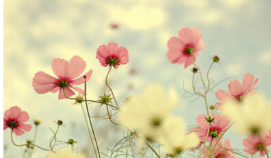 所有的梦想都会开花