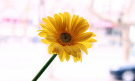 第七束鲜花